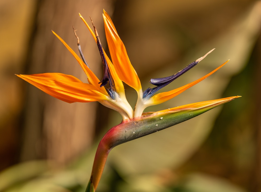 Birds of Paradise Plant Care Guide