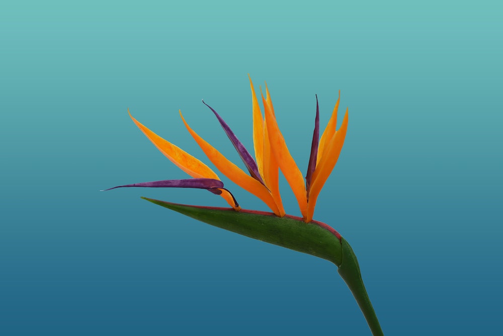 Birds of Paradise Plant Care