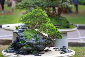 Bonsai Tree Guide