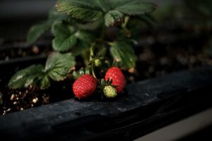 Can I Grow Strawberries Indoors? Guide