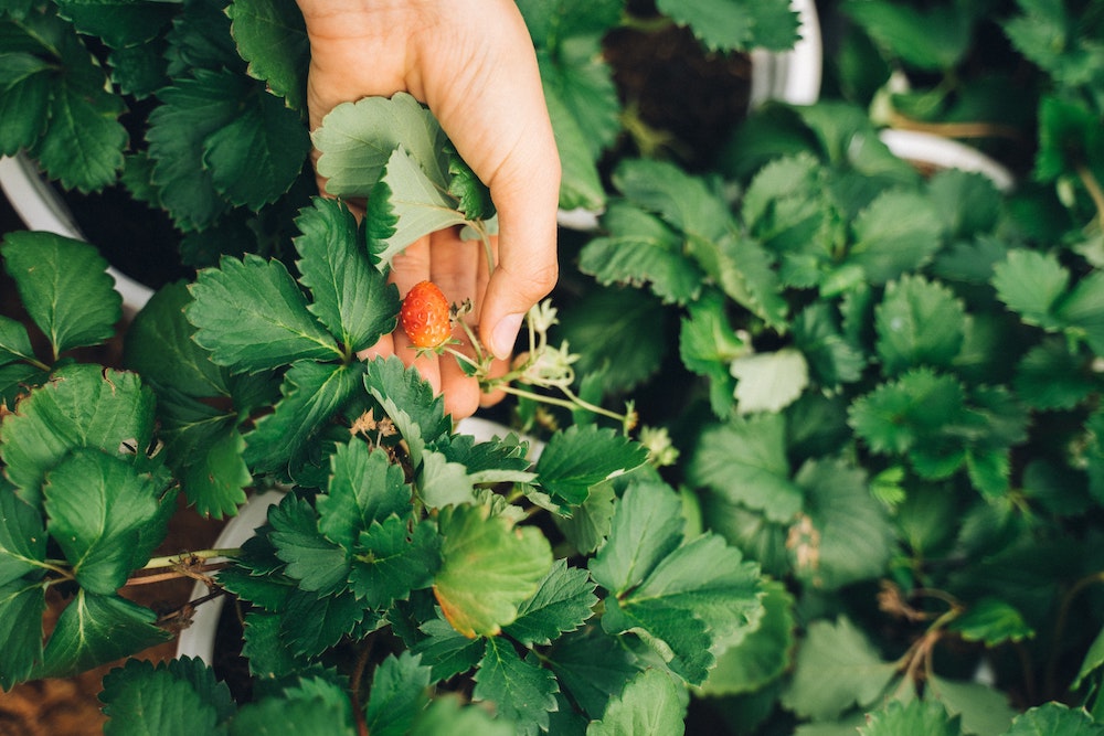 Can I Grow Strawberries Indoors?
