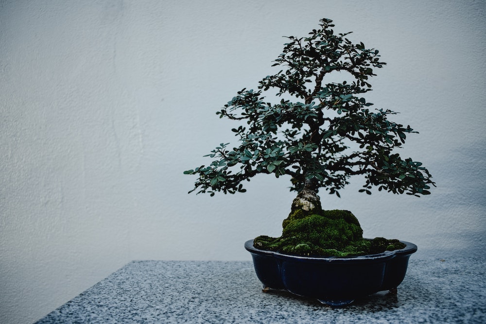 Can I Grow a Bonsai Tree Indoors?