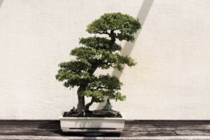 Can I Grow a Bonsai Tree Indoors