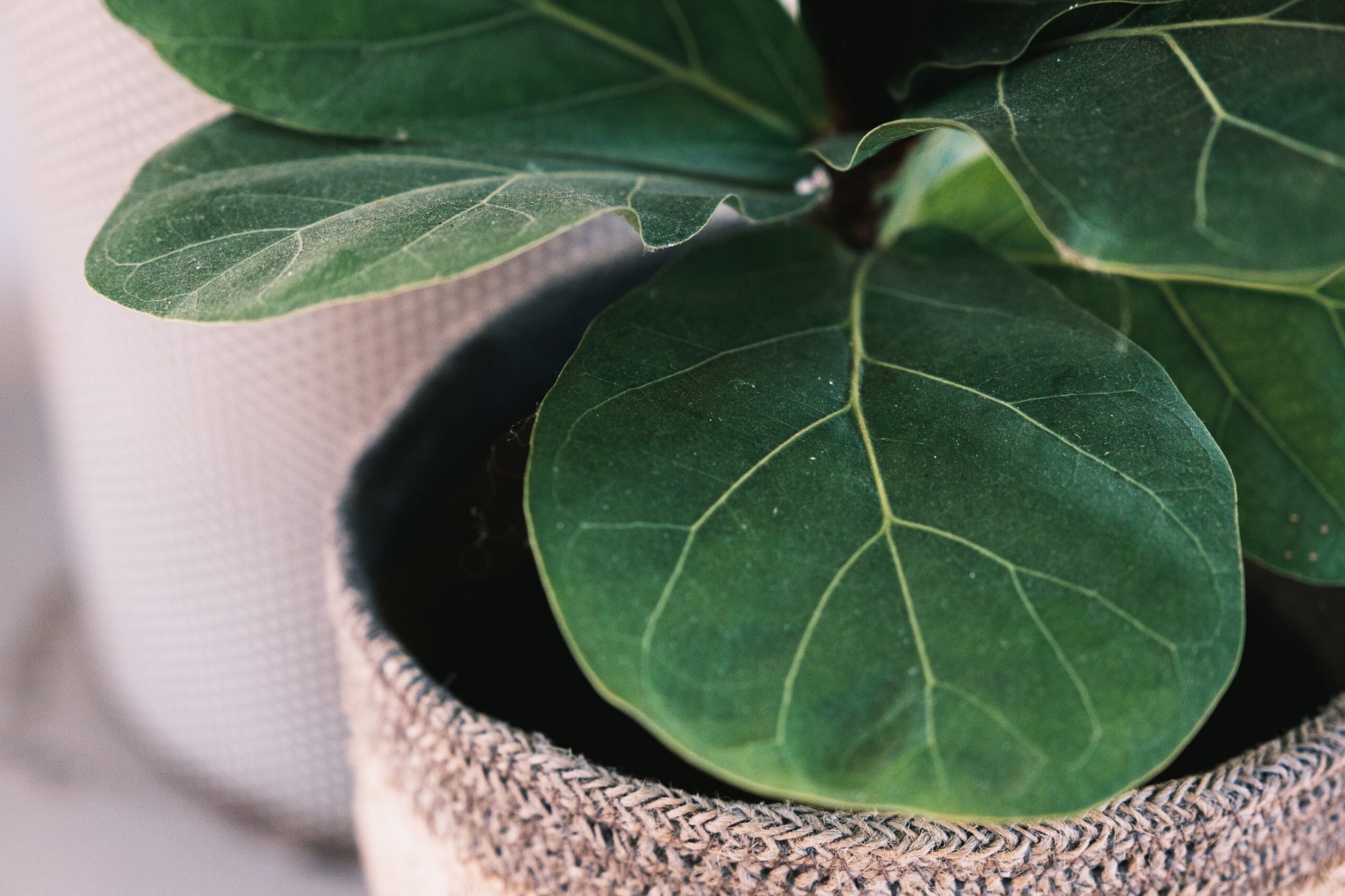 Fiddle Leaf Fig Tree Care tips
