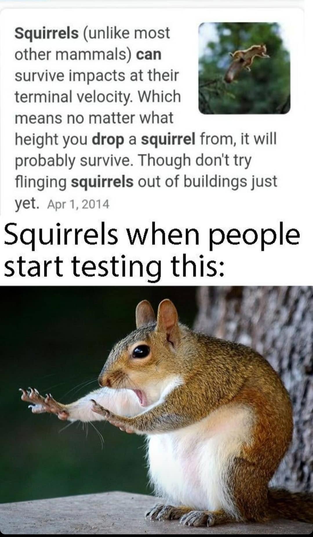 Squirrel Terminal Velocity Meme